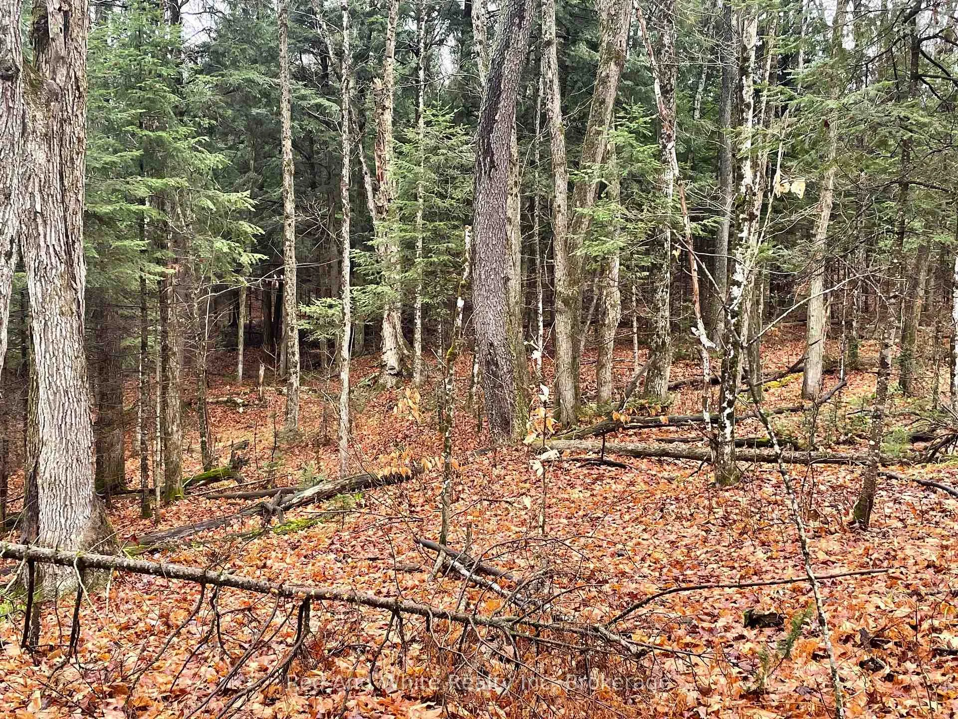 Photo 4 of 207 East Poverty Bay Road, Magnetawan, Ahmic Harbour — HOMEH