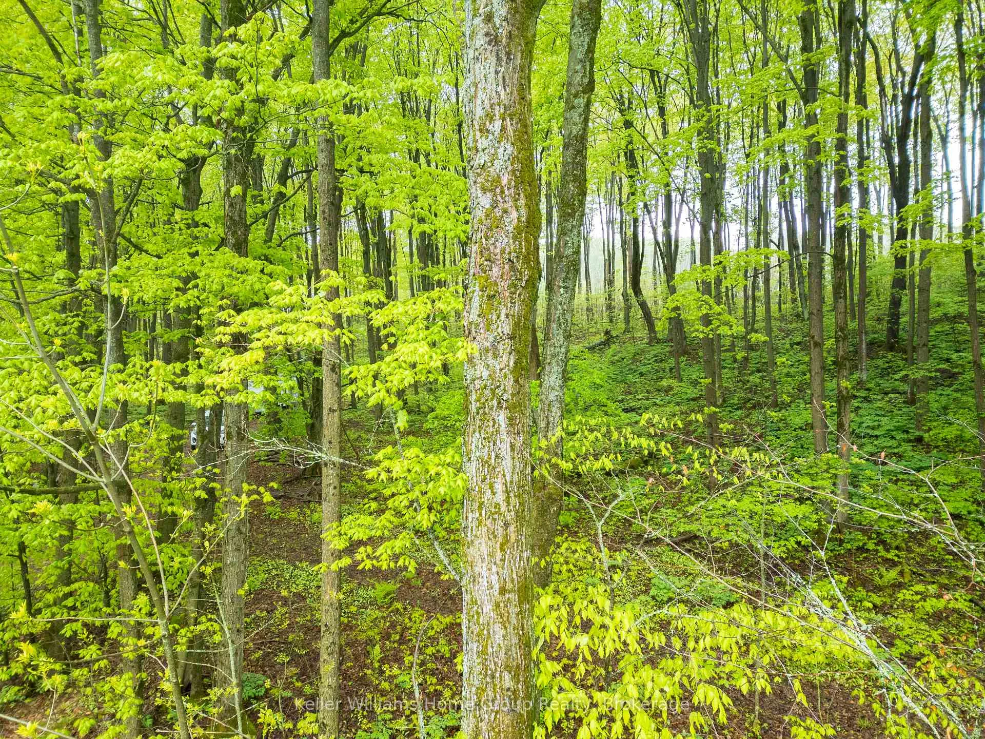 Photo 10 of PT LT 6 Baseline Road, Grey Highlands — HOMEH