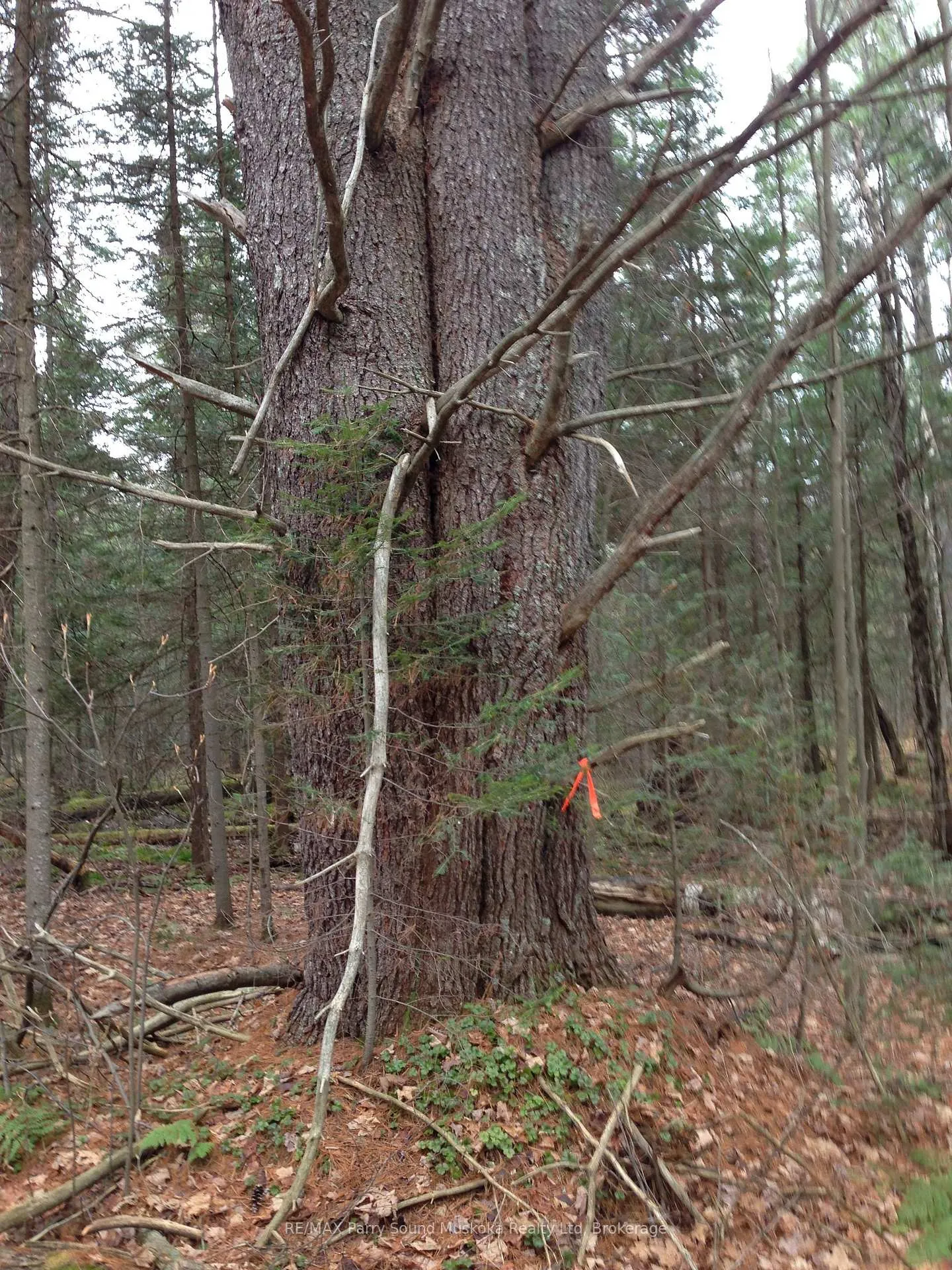 Photo 6 of Lot 6 Con 5, Magnetawan, Spence — HOMEH