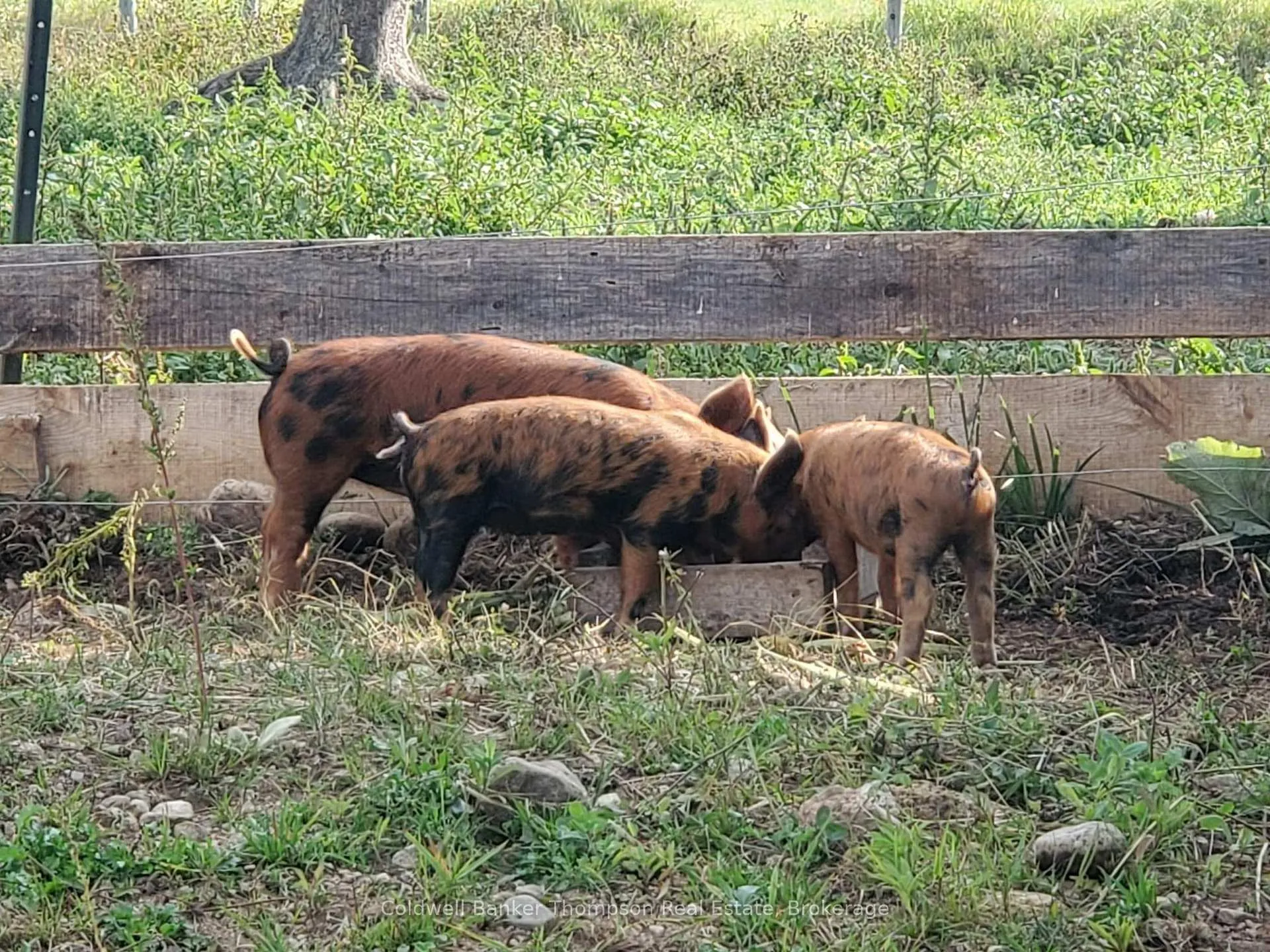 Photo 29 of 1202 Eagle Lake Road, Machar — HOMEH