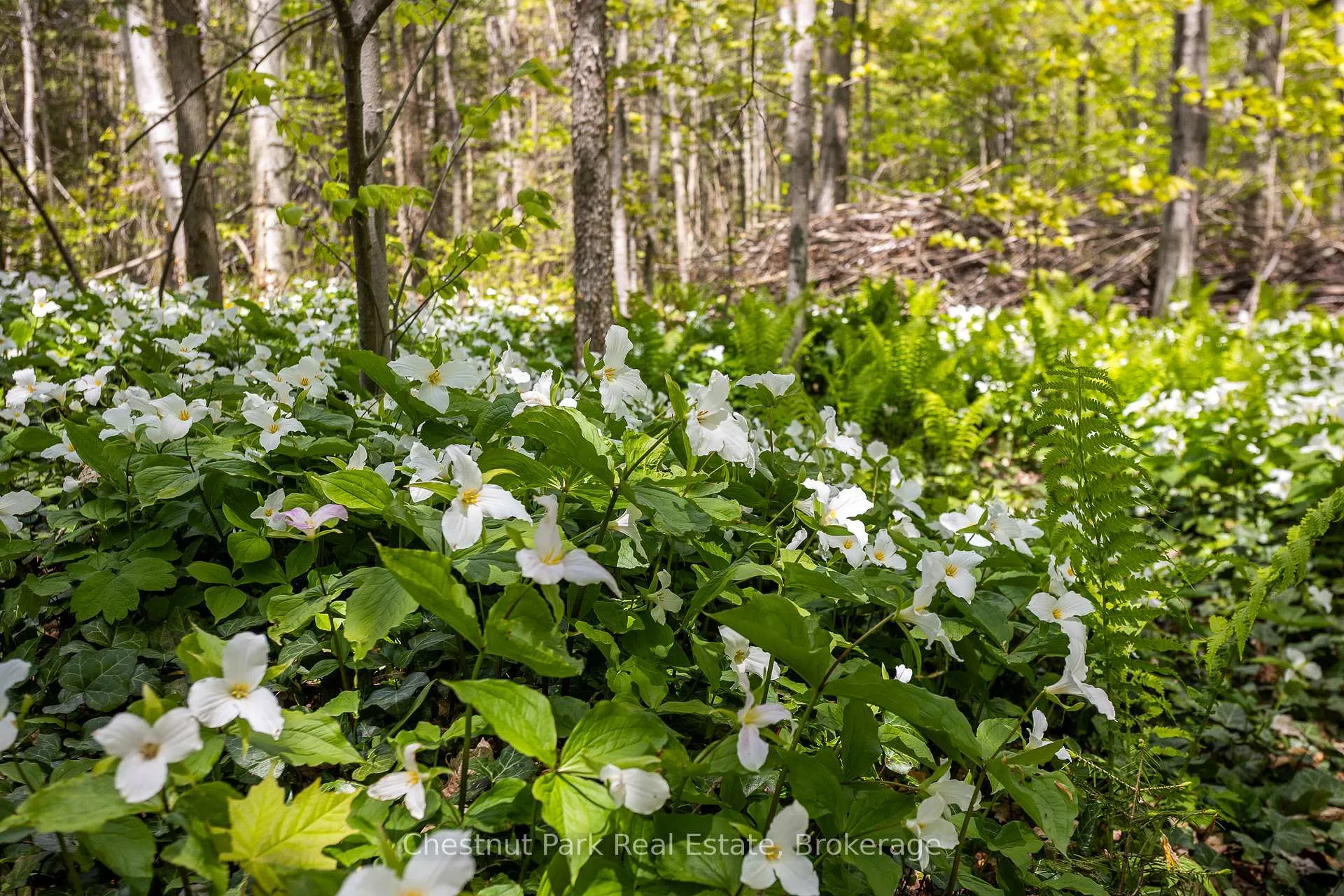 Photo 13 of 64 Maple Golf Crescent, Northern Bruce Peninsula — HOMEH