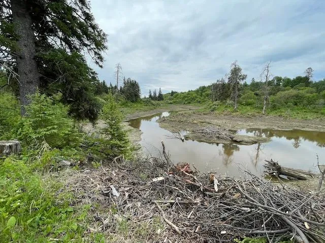 Photo 18 of 588 Thiel Road, Dryden, Government Road — HOMEH