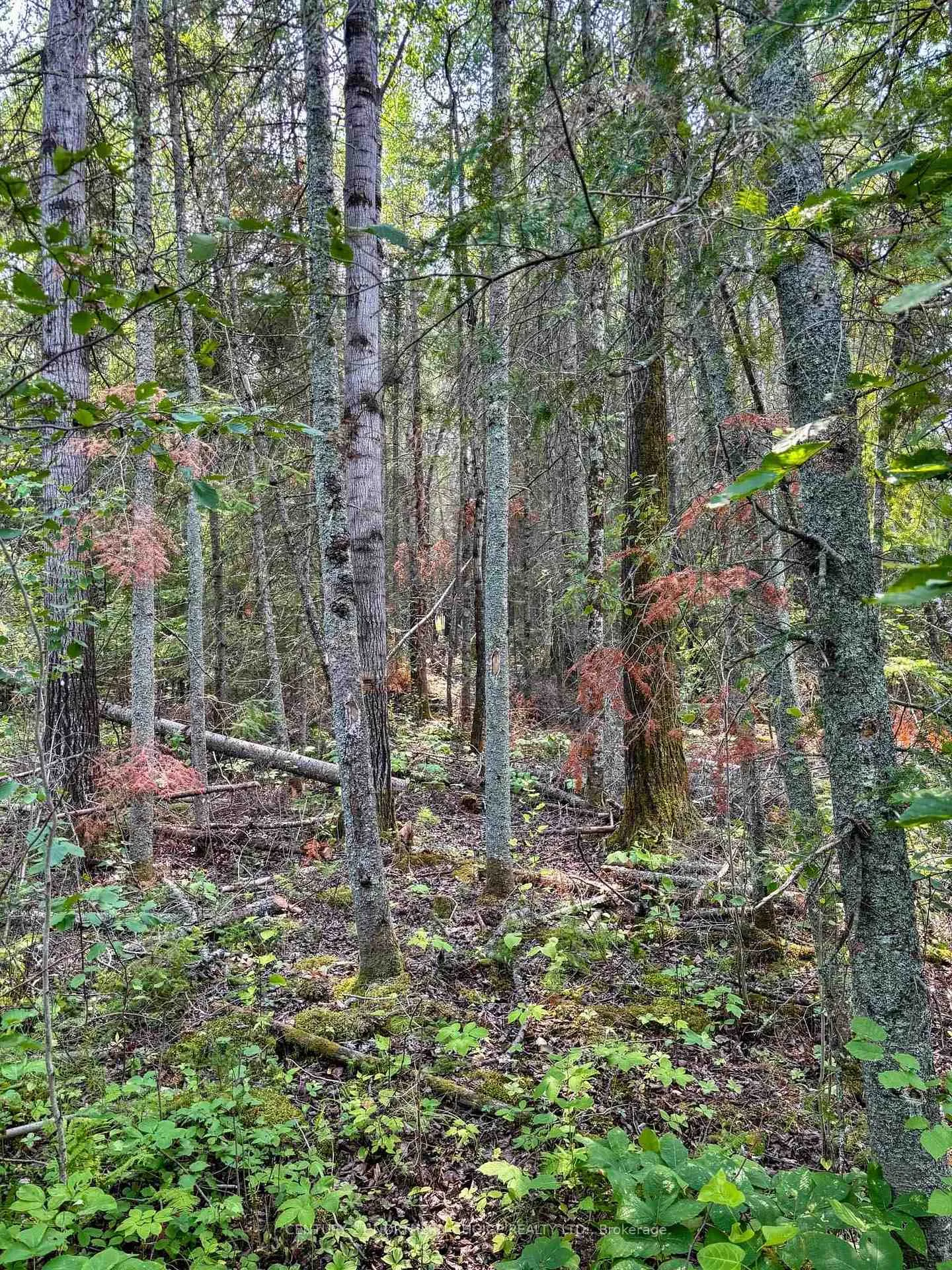 Photo 26 of Unit 1, 1 Thompson, Kenora Remote Area, Lake of the Woods North — HOMEH