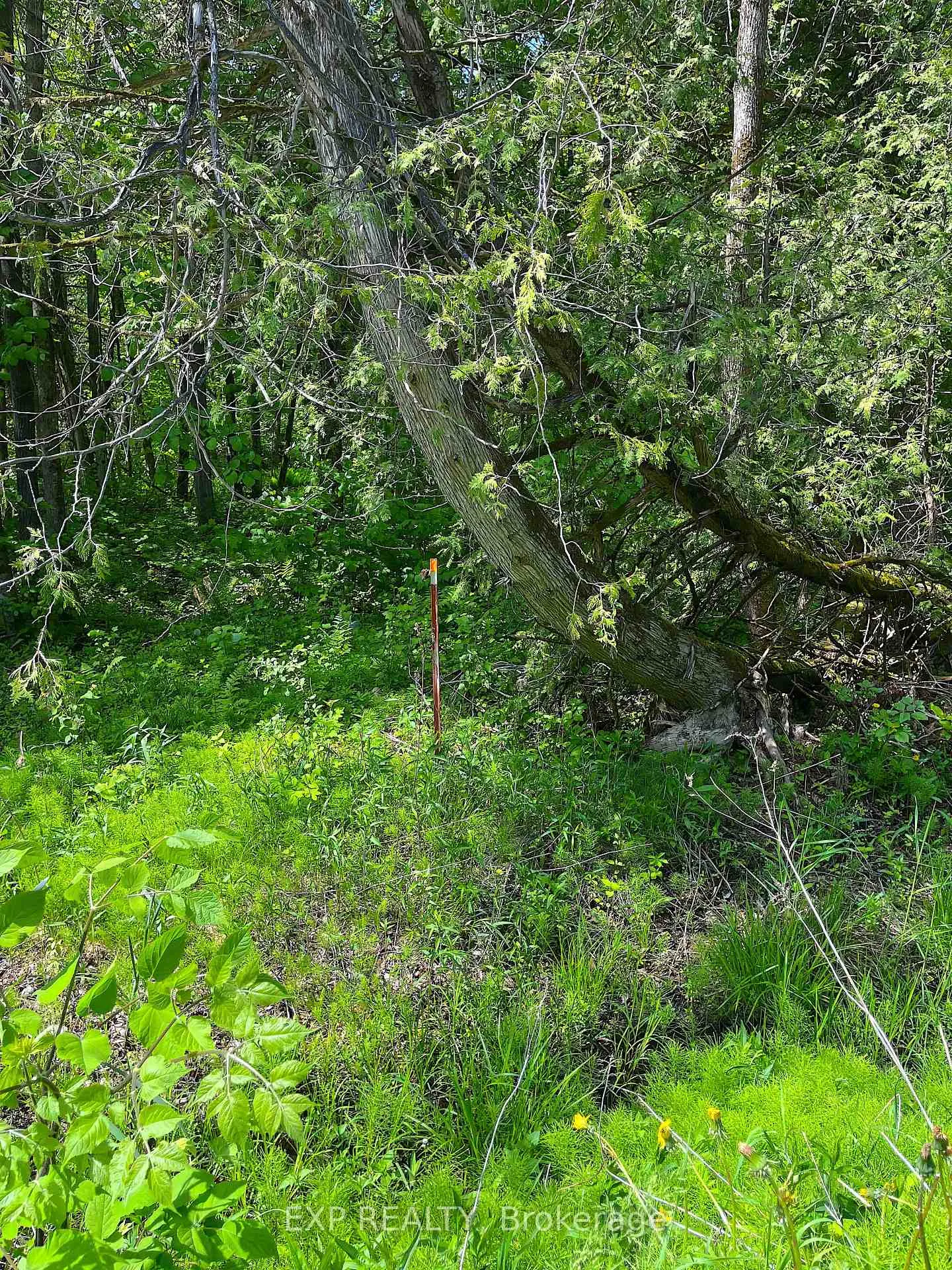 Photo 5 of 00 Johnston Road, Horton, Horton Twp — HOMEH