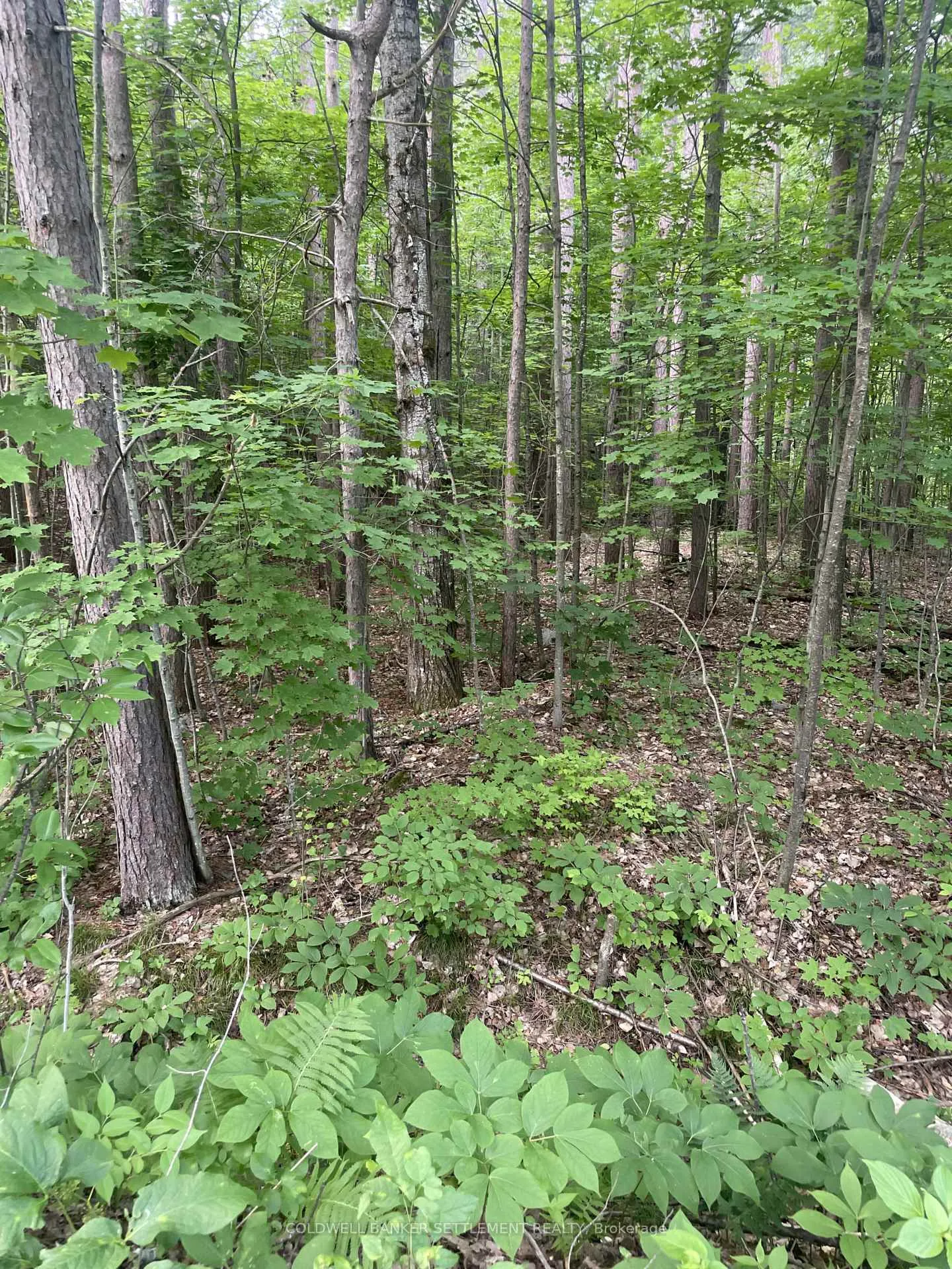 Photo 6 of Pond Road, Tay Valley, Bathurst/Burgess & Sherbrooke (South Sherbrooke) Twp — HOMEH