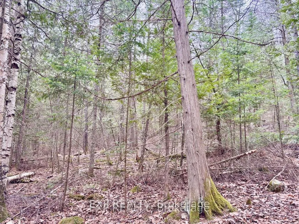 Photo 19 of B Lot Arbor Vitae Road, Madawaska Valley, Madawaska Valley — HOMEH