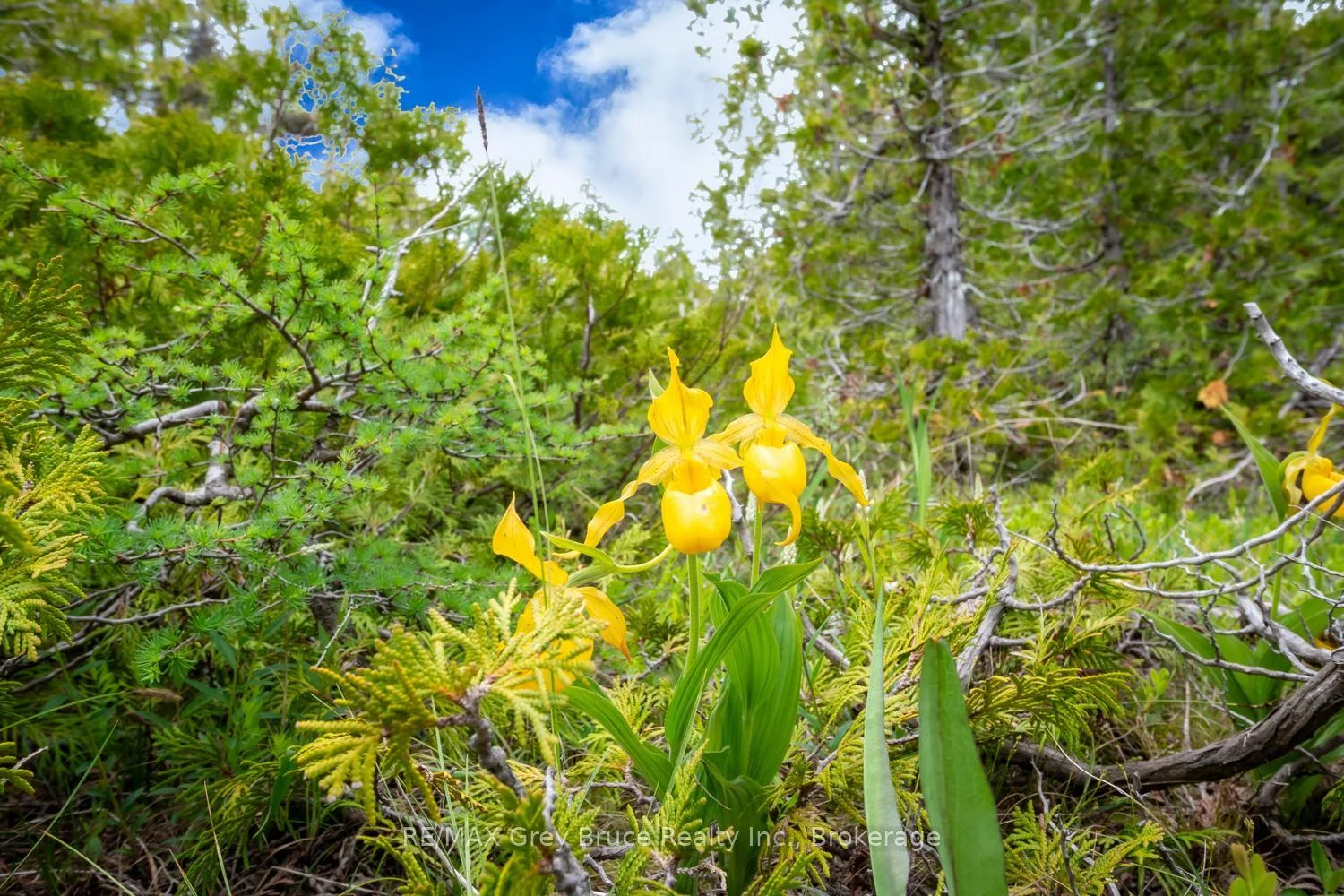 Photo 58 of 149 Robert Allen Drive, Northern Bruce Peninsula — HOMEH