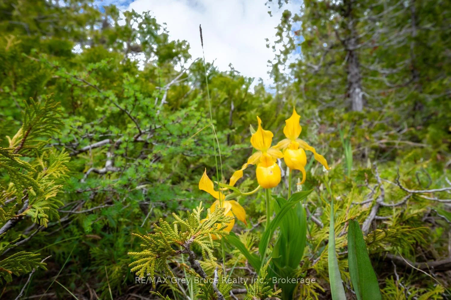 Photo 60 of 149 Robert Allen Drive, Northern Bruce Peninsula — HOMEH