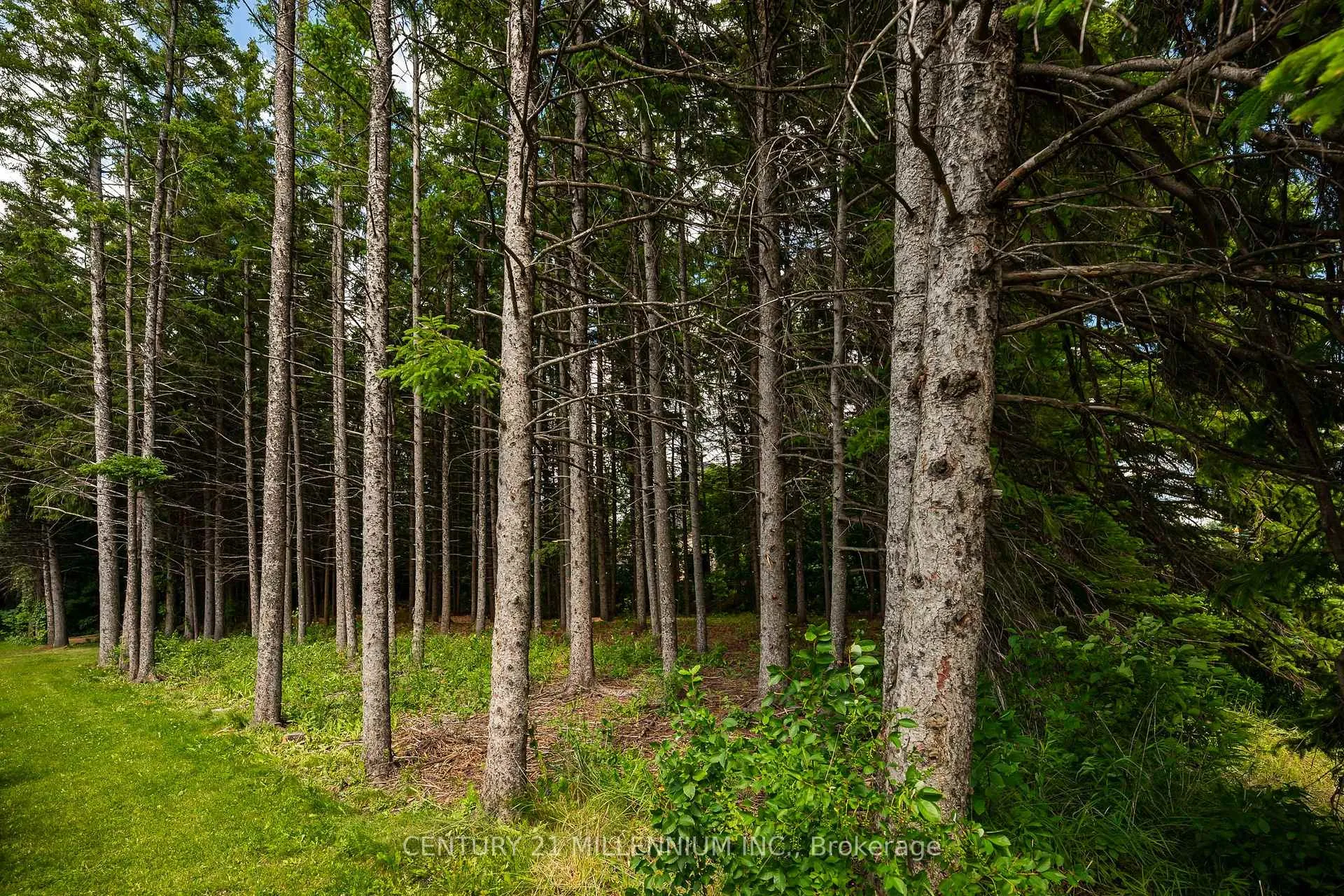 Photo 9 of 24 Buena Vista Drive, Mono, Rural Mono — HOMEH