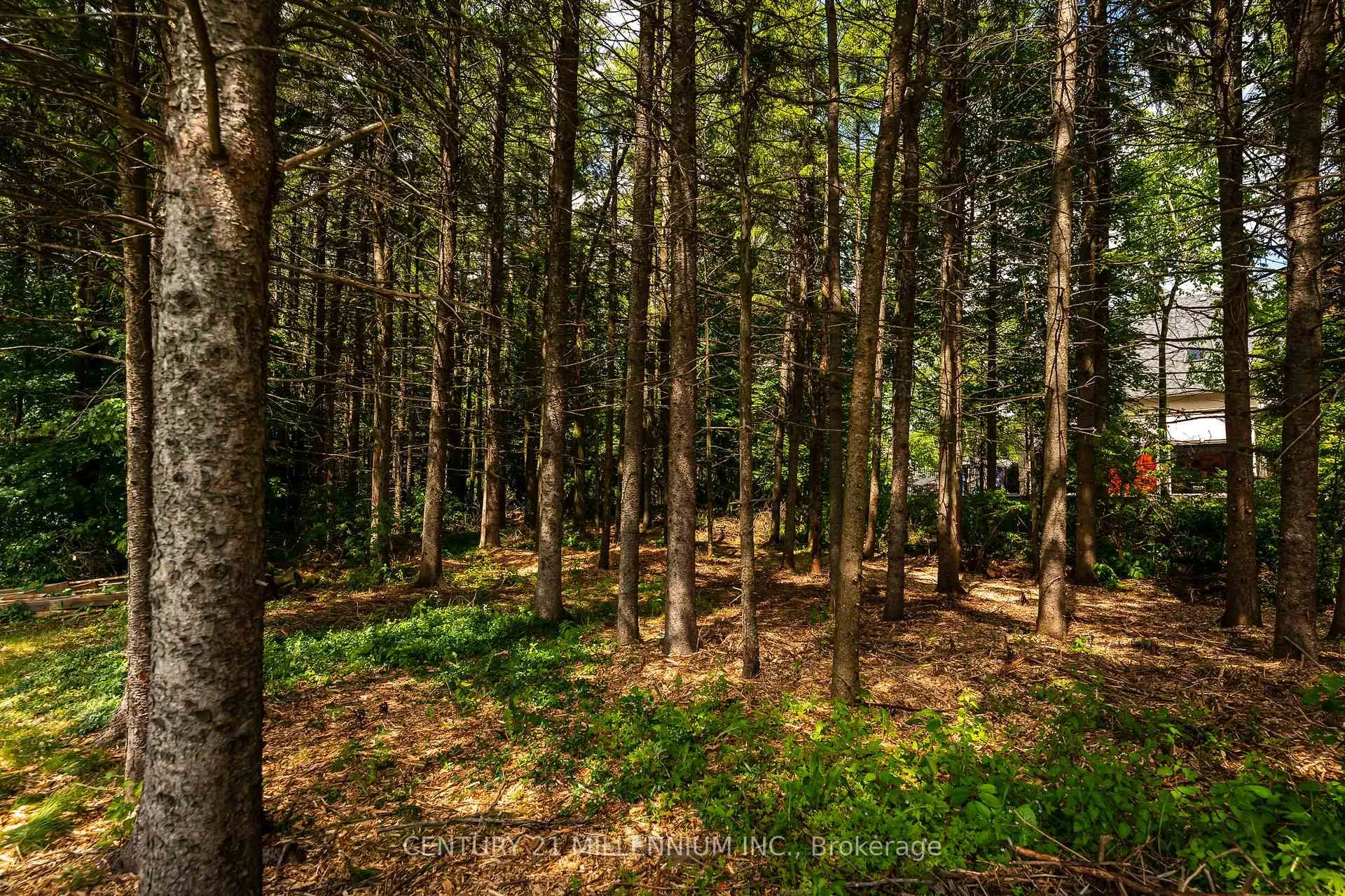 Photo 11 of 24 Buena Vista Drive, Mono, Rural Mono — HOMEH