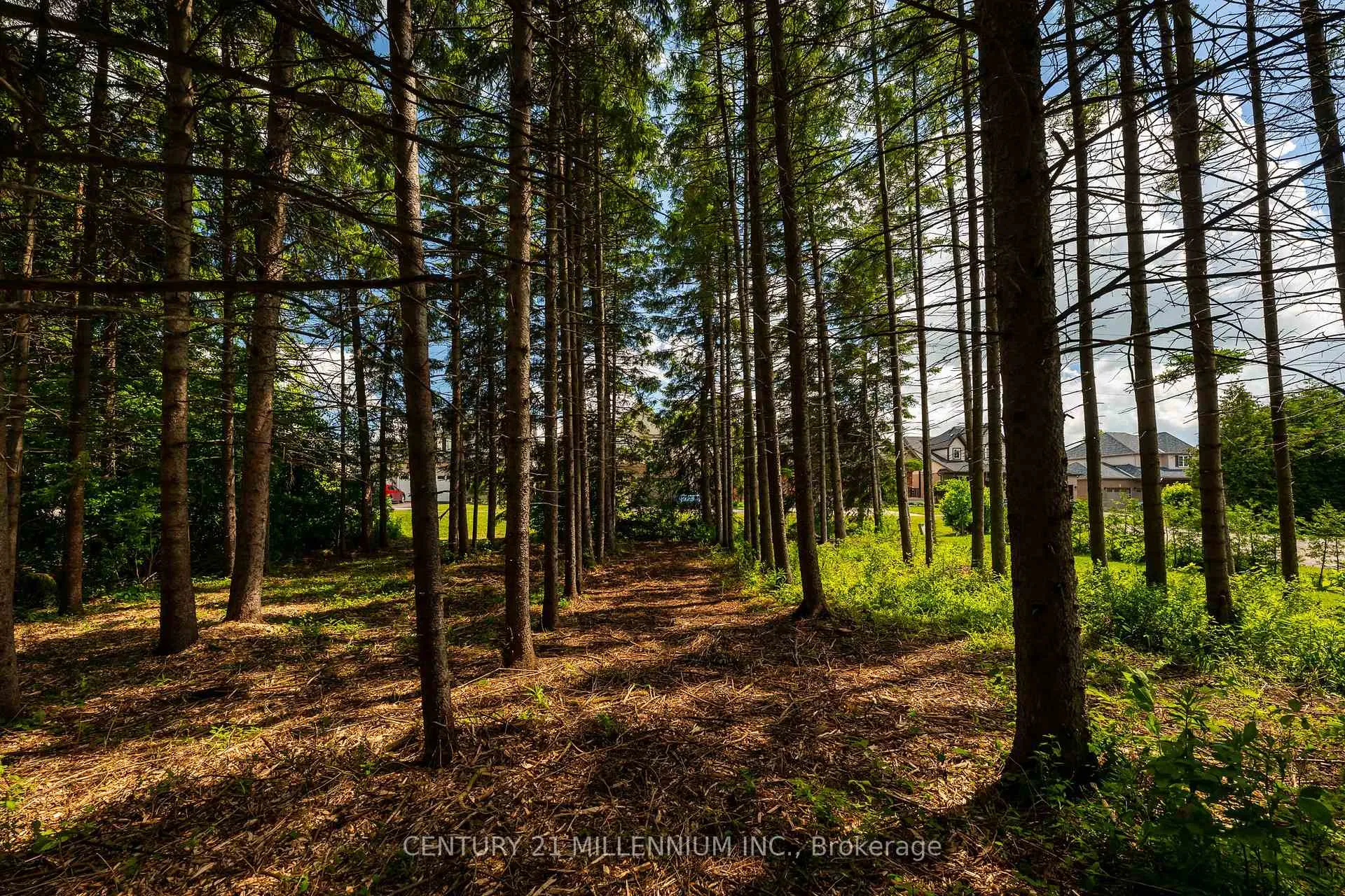 Photo 12 of 24 Buena Vista Drive, Mono, Rural Mono — HOMEH