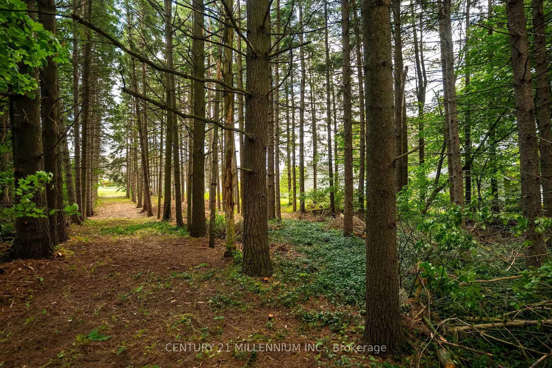 Photo 17 of 24 Buena Vista Drive, Mono, Rural Mono — HOMEH