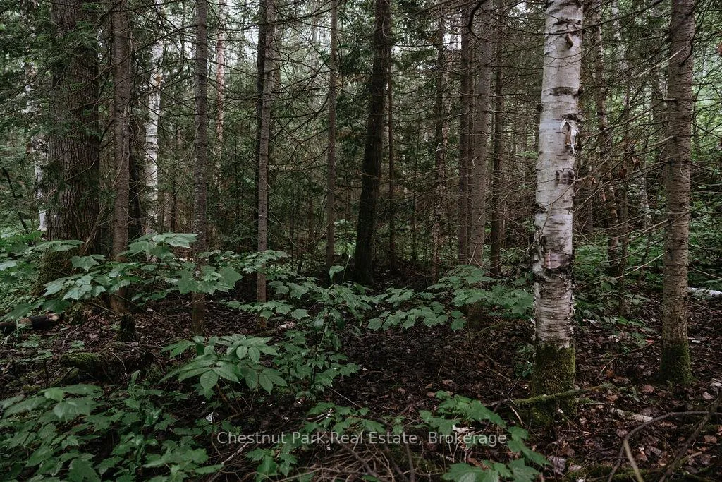 Photo 26 of 447 Fox Run, Temagami — HOMEH