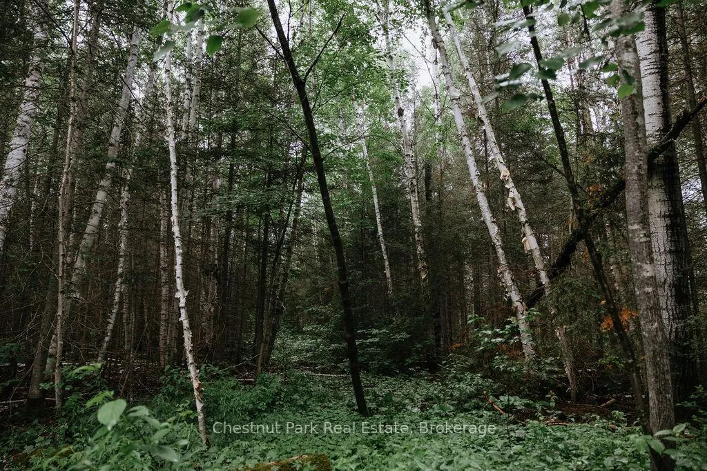 Photo 40 of 447 Fox Run, Temagami — HOMEH