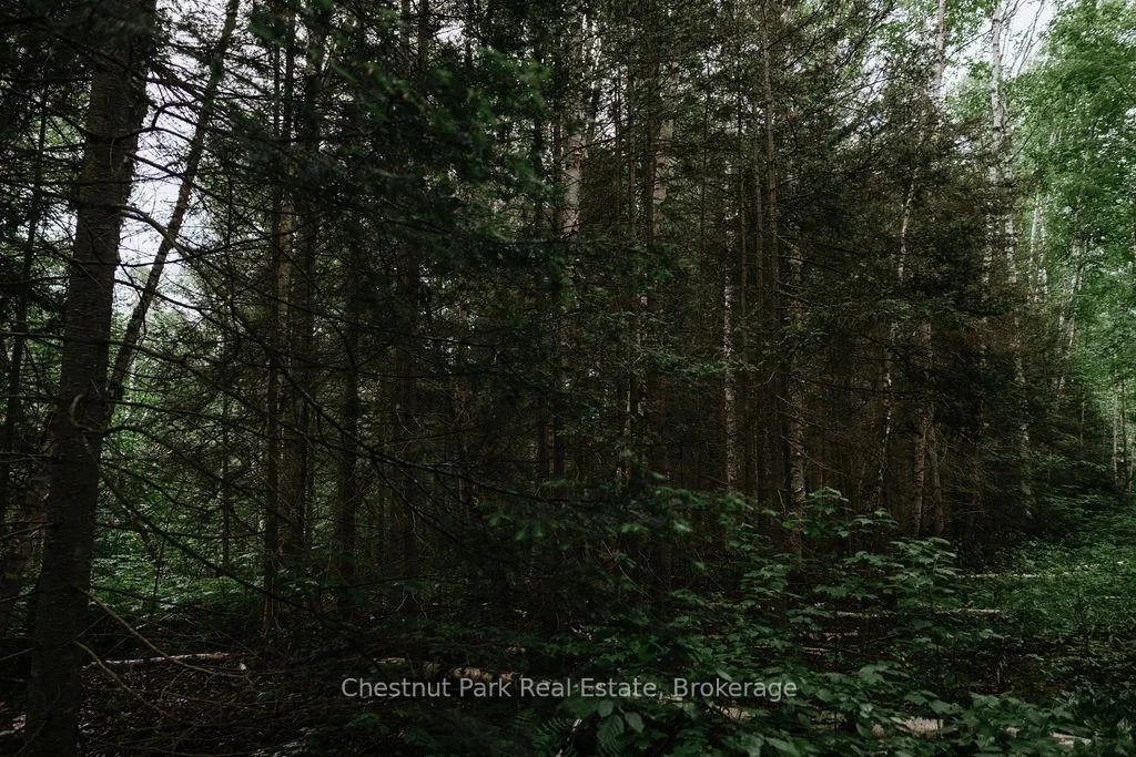 Photo 42 of 447 Fox Run, Temagami — HOMEH
