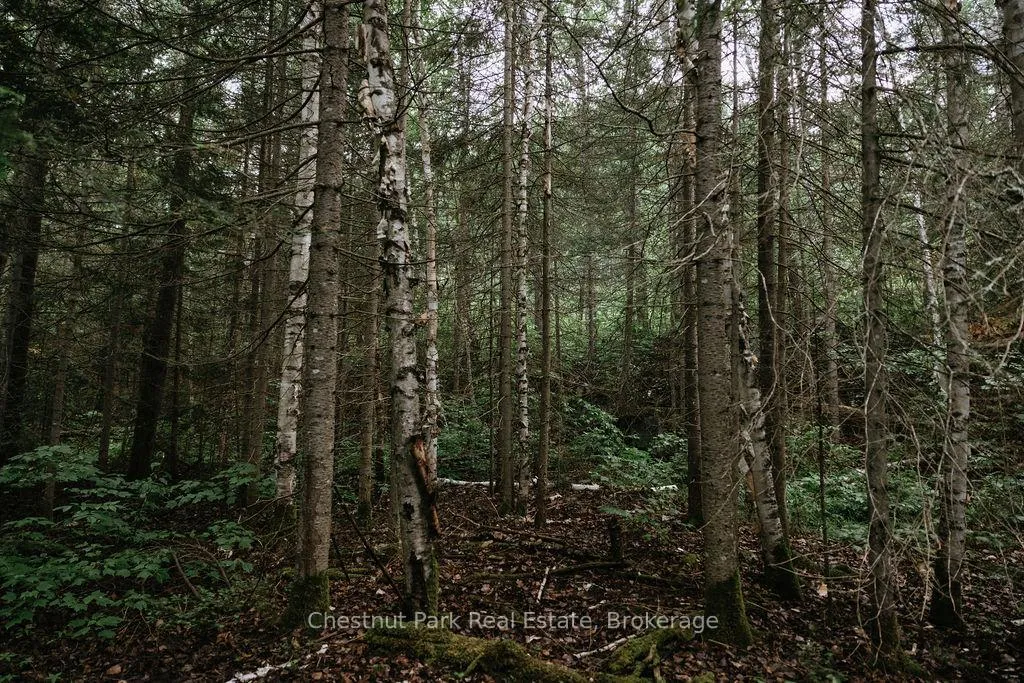 Photo 43 of 447 Fox Run, Temagami — HOMEH