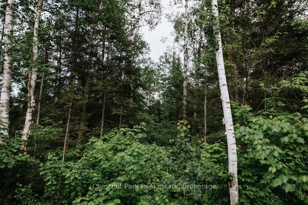 Photo 44 of 447 Fox Run, Temagami — HOMEH