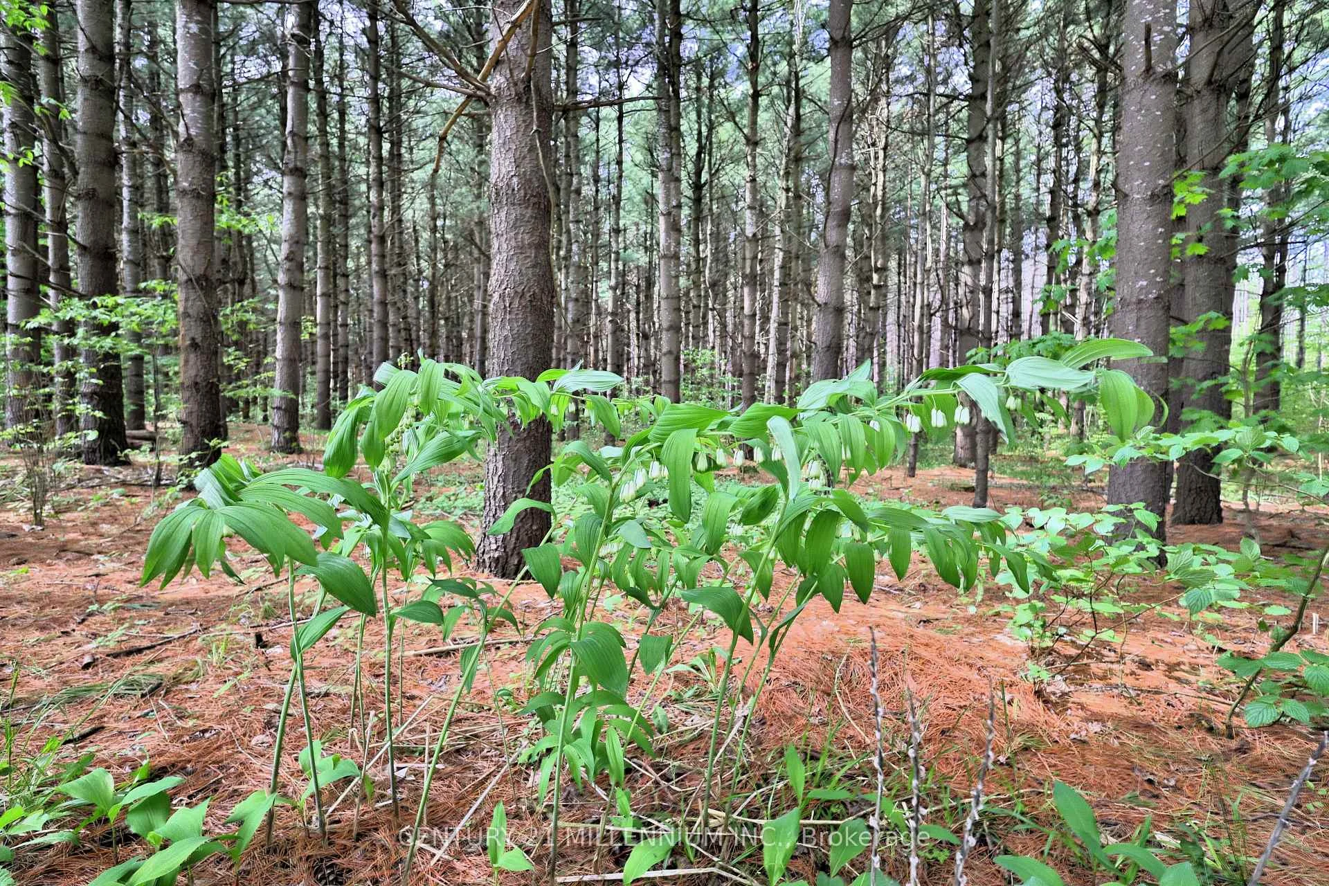 Photo 53 of 597334 2nd Line W, Mulmur, Rural Mulmur — HOMEH