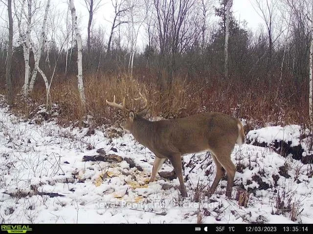 Photo 19 of 17 Diamond Lake Road, Madawaska Valley, Madawaska Valley — HOMEH