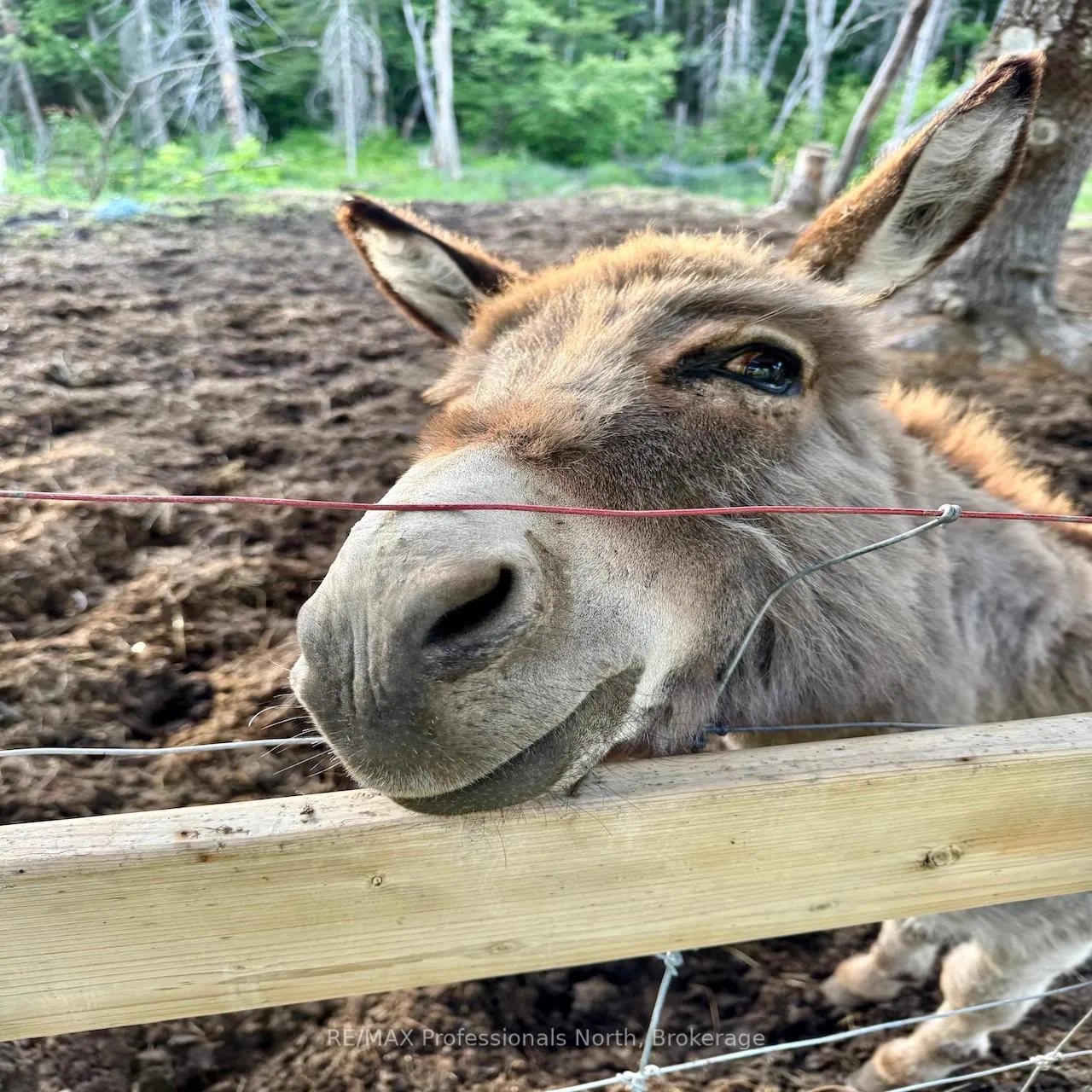 Photo 24 of 1538 Barry Line Road, Algonquin Highlands, Stanhope — HOMEH
