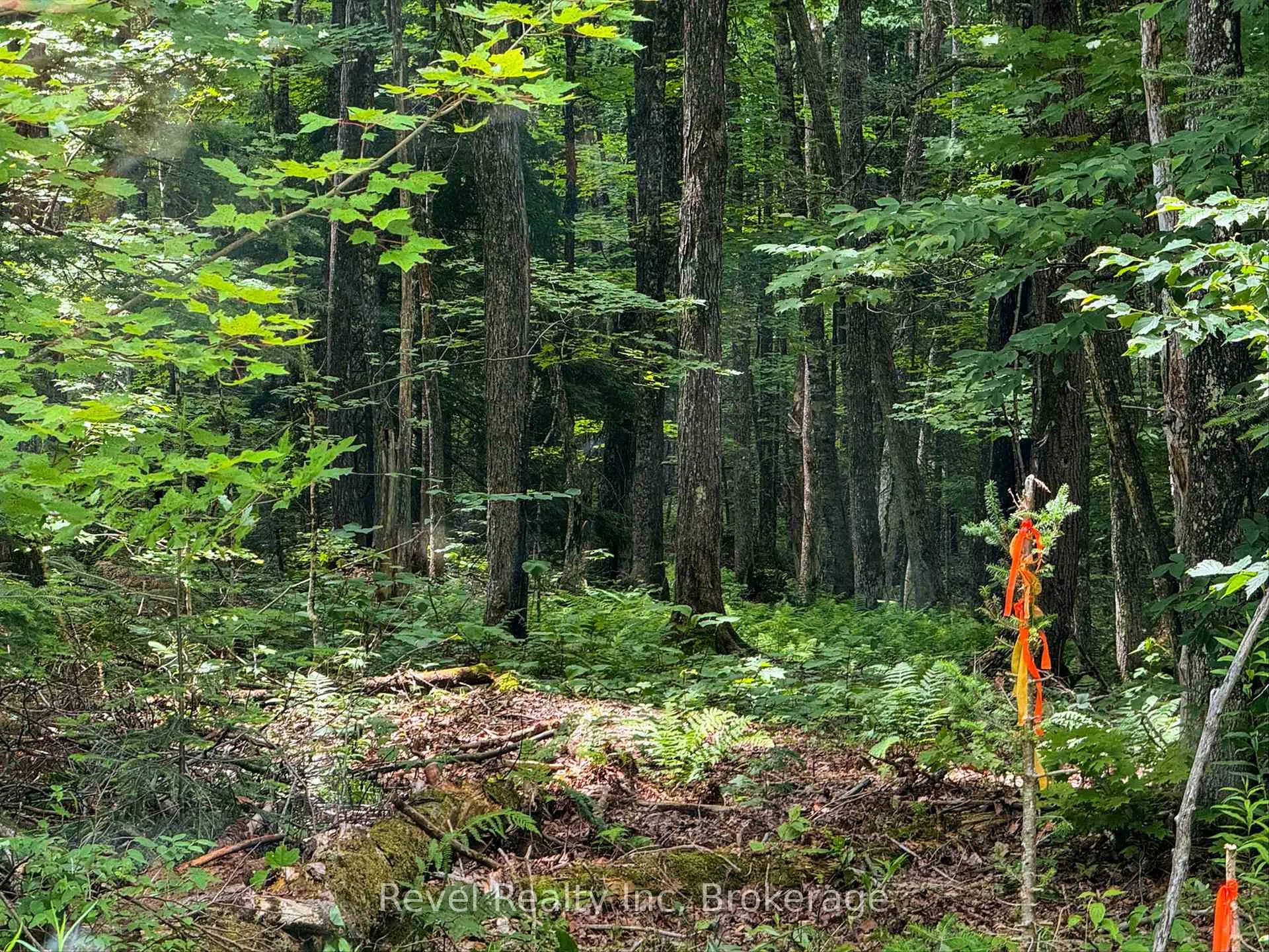 Photo 3 of LOT 1 Bird Lake Road, Bracebridge, Oakley — HOMEH