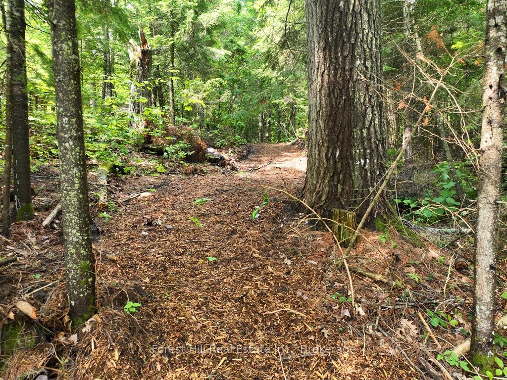Photo 58 of Bear Lake Road, Algonquin Highlands, Livingstone — HOMEH