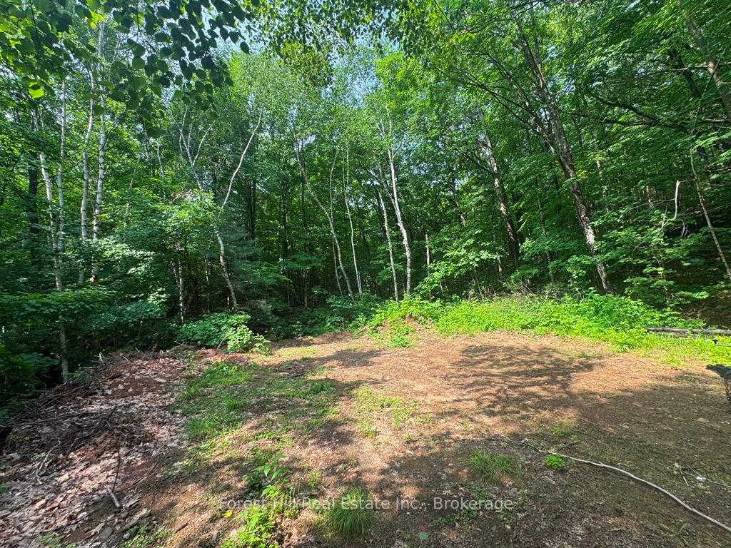 Photo 15 of Bear Lake Road, Algonquin Highlands, Livingstone — HOMEH