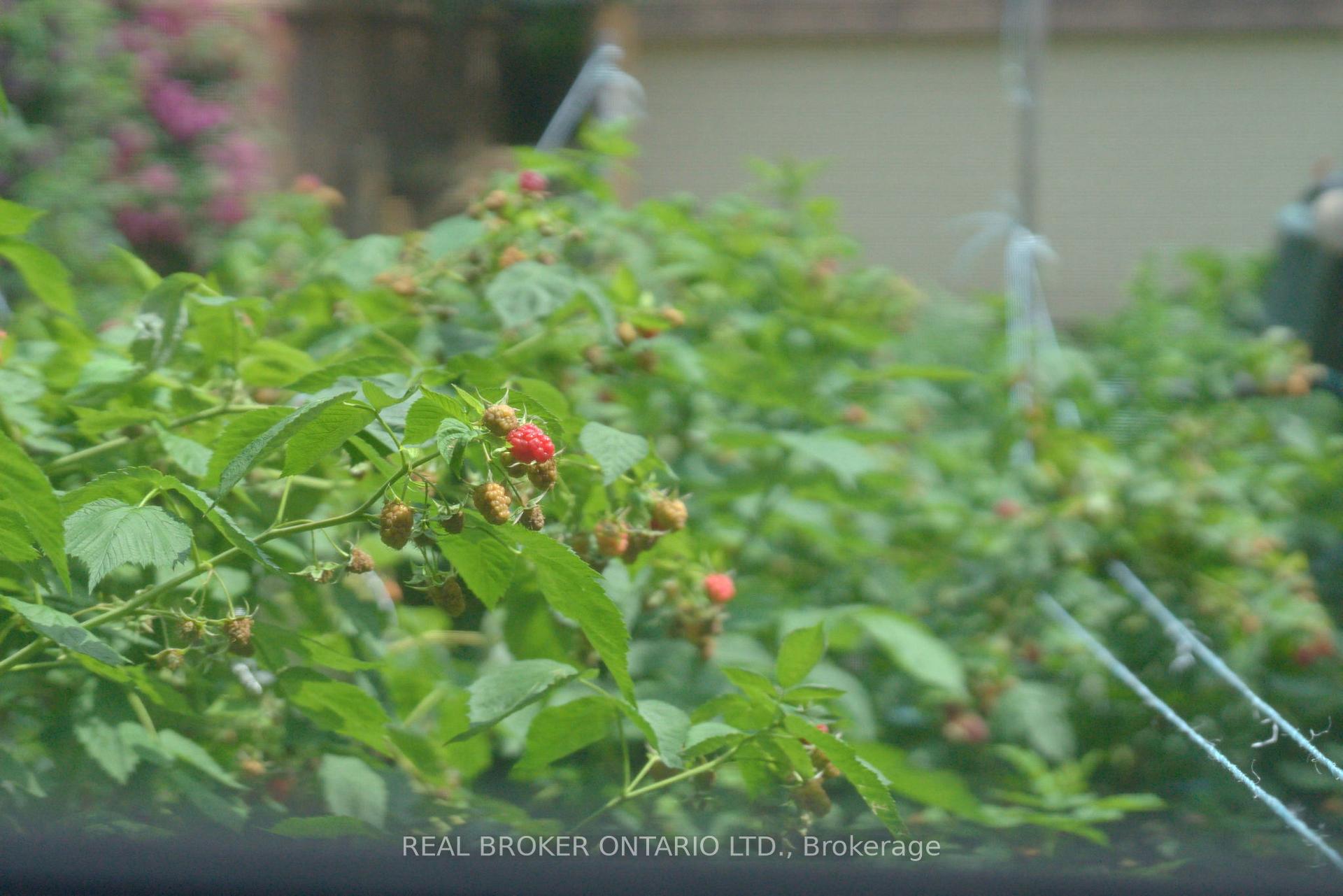 Photo 39 of 181 Rodney Street, Waterloo, Uptown Waterloo — HOMEH