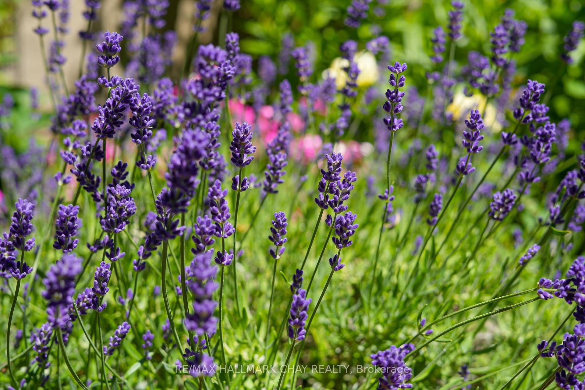 Photo 37 of 34 Elm Street, New Tecumseth, Alliston — HOMEH