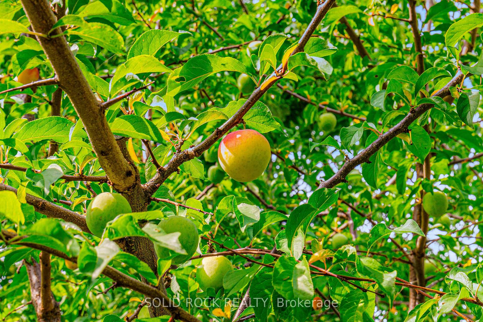 Photo 7 of 3022 John Street, Edwardsburgh/Cardinal, Town of Cardinal — HOMEH