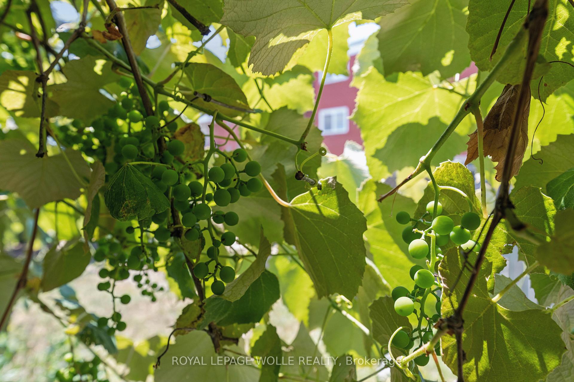 Photo 22 of 74 Ross Avenue, Kitchener, Eastwood — HOMEH