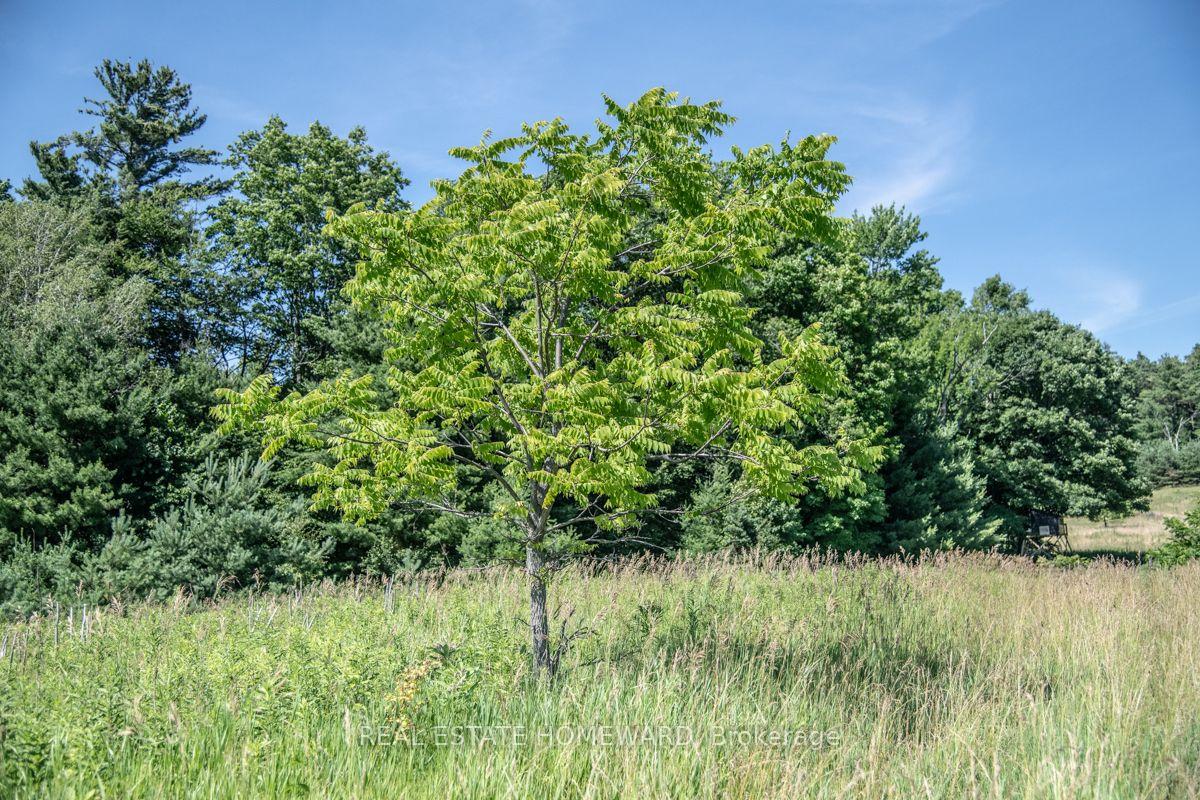 Photo 6 of PT 1 Boyce Road, Alnwick/Haldimand, Rural Alnwick/Haldimand — HOMEH