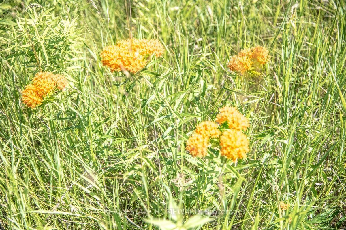 Photo 13 of PT 1 Boyce Road, Alnwick/Haldimand, Rural Alnwick/Haldimand — HOMEH