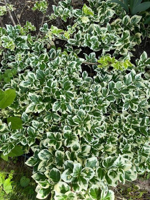 Photo 42 of 285 Euclid Avenue, Peterborough, Ashburnham Ward 4 — HOMEH