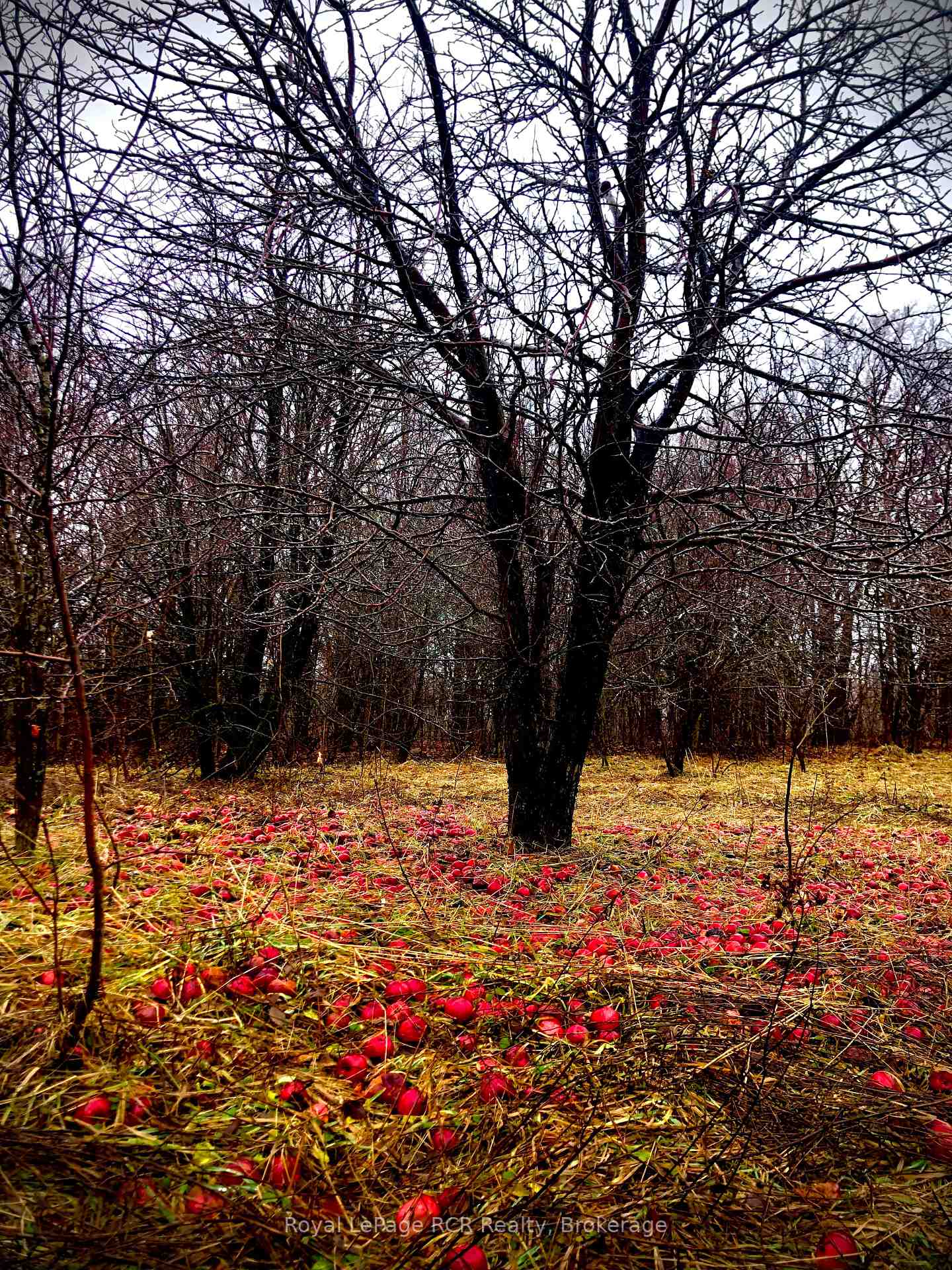Photo 9 of PtLt 39 Con 25 N E, Georgian Bluffs — HOMEH