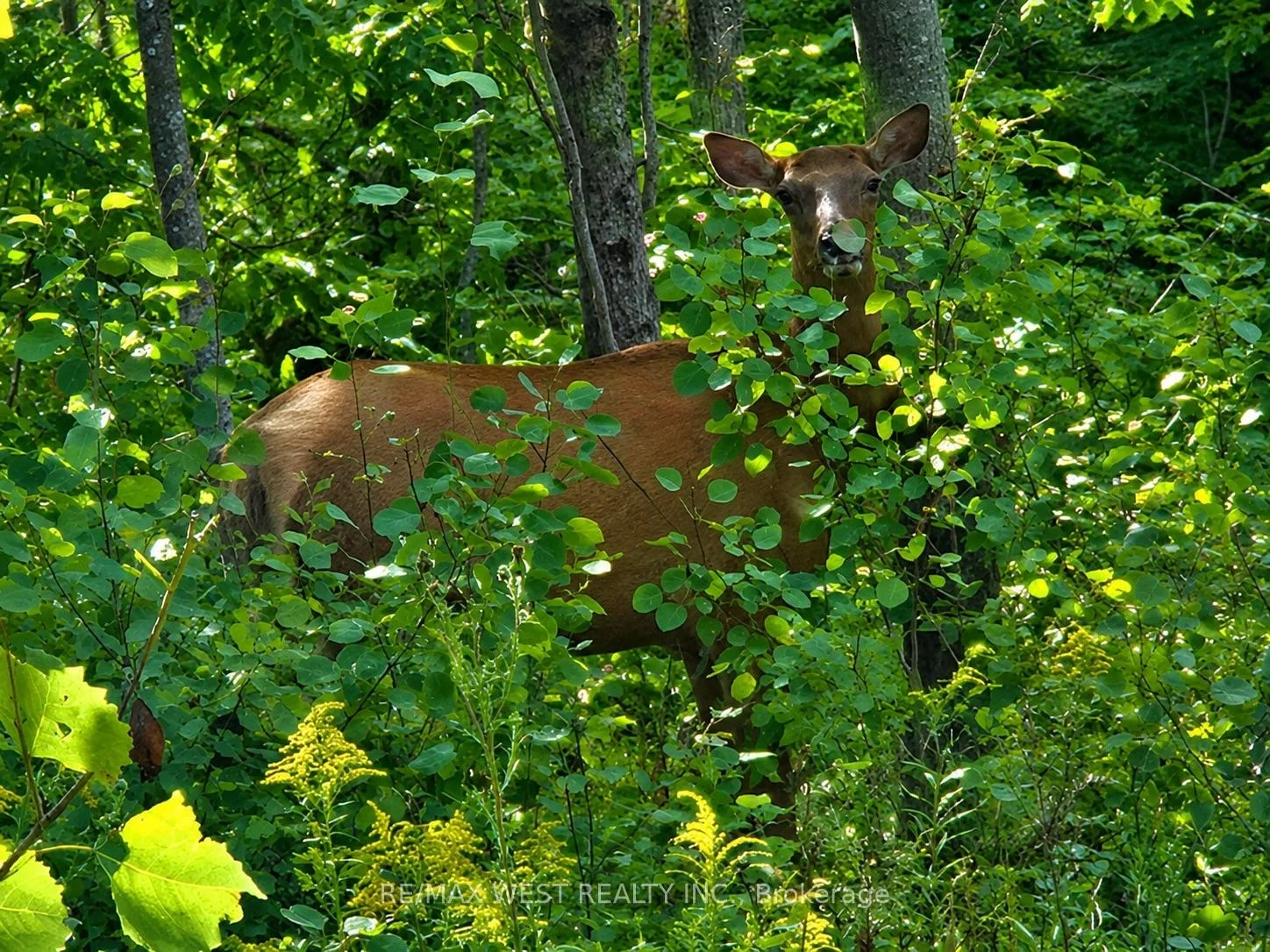 Photo 9 of 507 Black River Road, Tweed, Elzevir (Twp) — HOMEH
