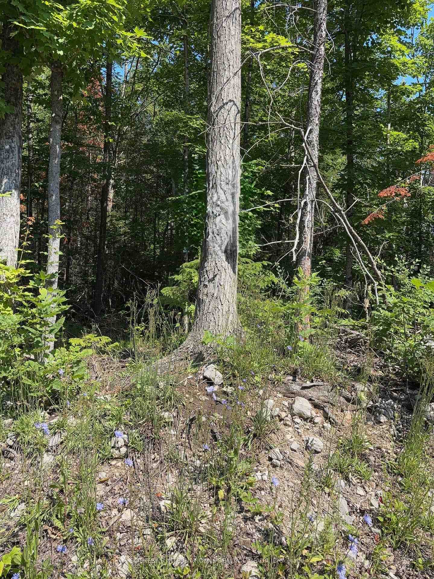 Photo of Lot 30 White Valley Road