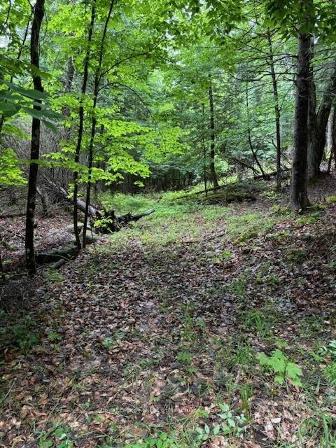 Photo 17 of Lot 70 25th Line, Algonquin Highlands, Stanhope — HOMEH