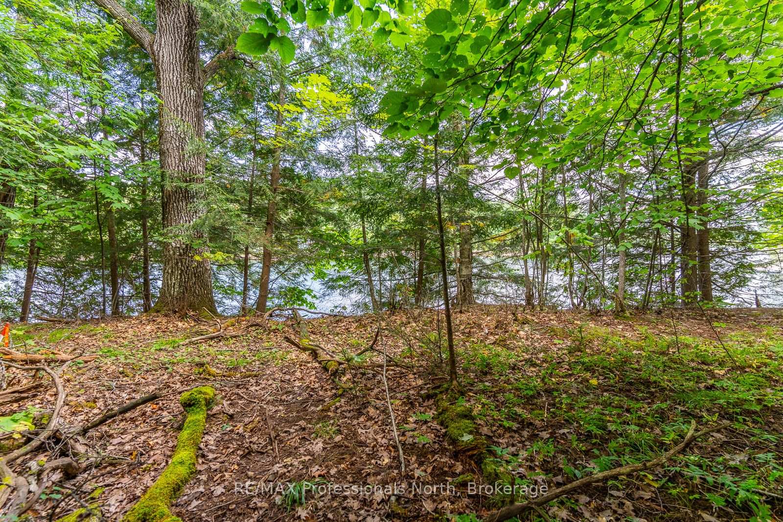 Photo 3 of 1024 Tarpaper Trail, Dysart et al, Guilford — HOMEH