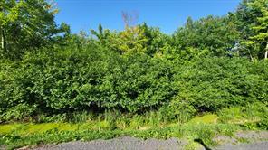 Photo of LOT 7 PLAN 246 Tolmies Corners Road
