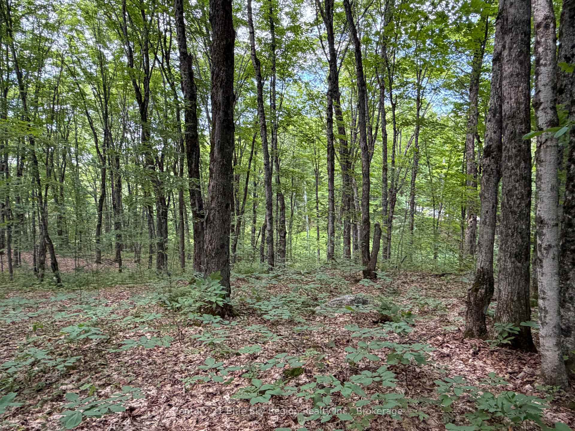 Photo 4 of Chikopi Road, Magnetawan, Ahmic Harbour — HOMEH