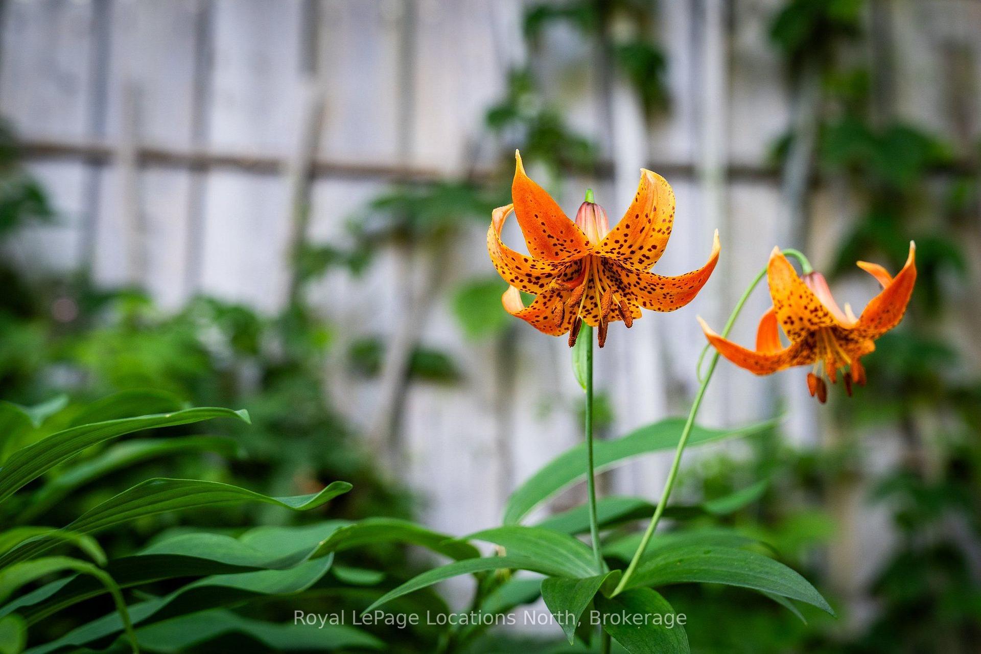 Photo 31 of 317 Second Street, Collingwood — HOMEH