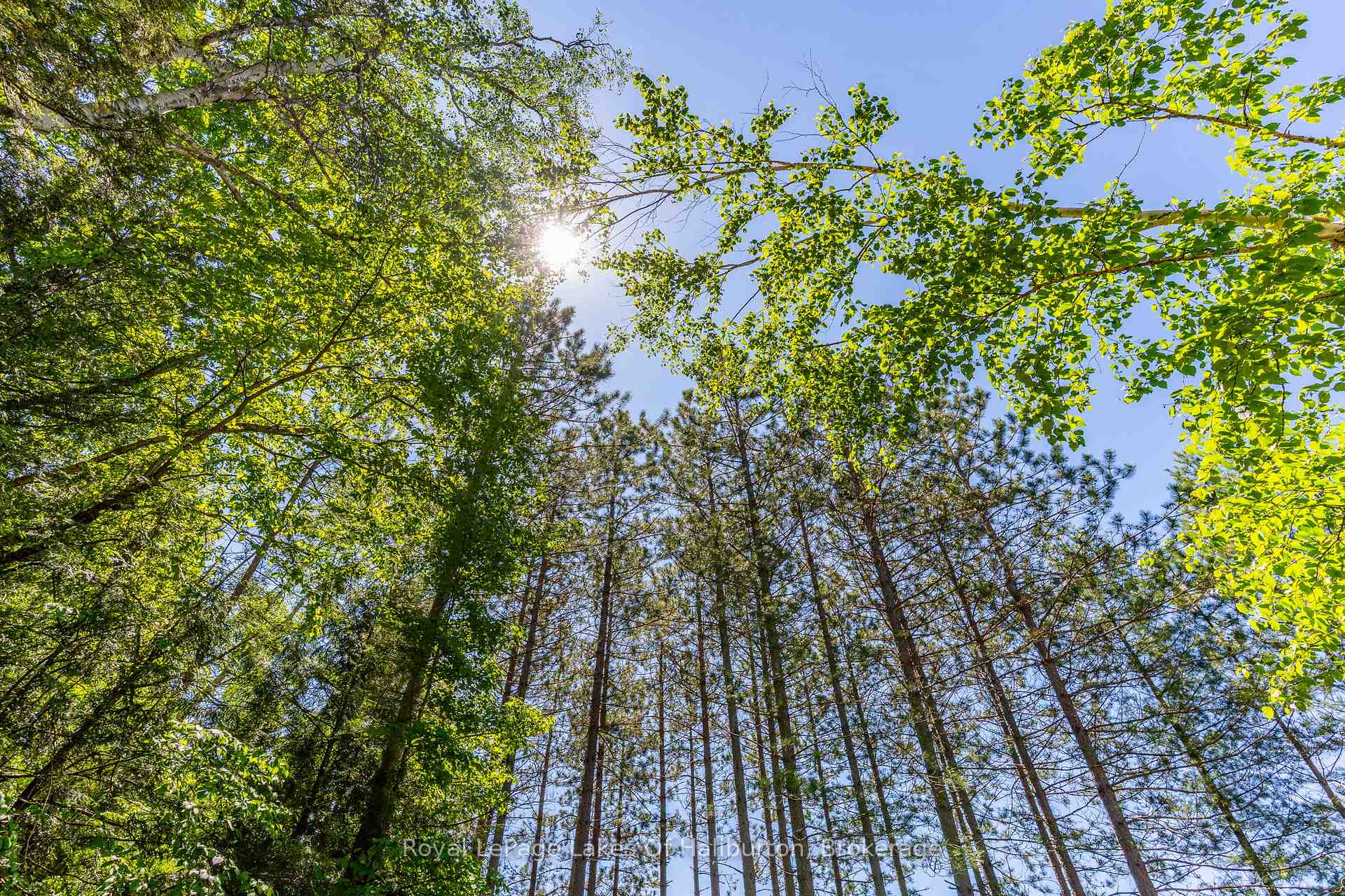 Photo 7 of 1349 Trellis Trail, Minden Hills, Anson — HOMEH