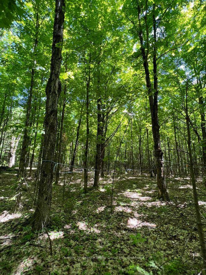 Photo 5 of 99 Forest View Road, Bancroft, Bancroft Ward — HOMEH