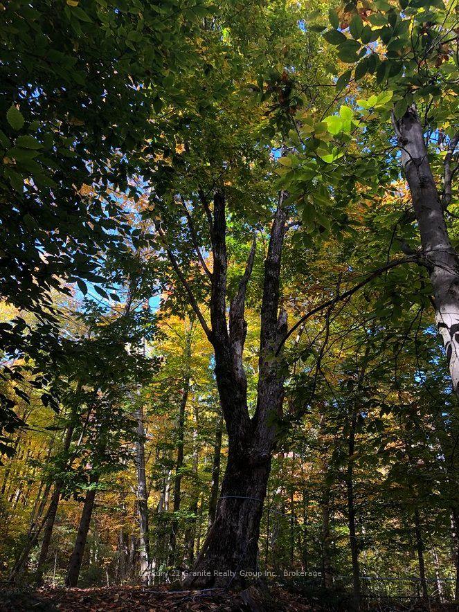 Photo 8 of 99 Forest View Road, Bancroft, Bancroft Ward — HOMEH