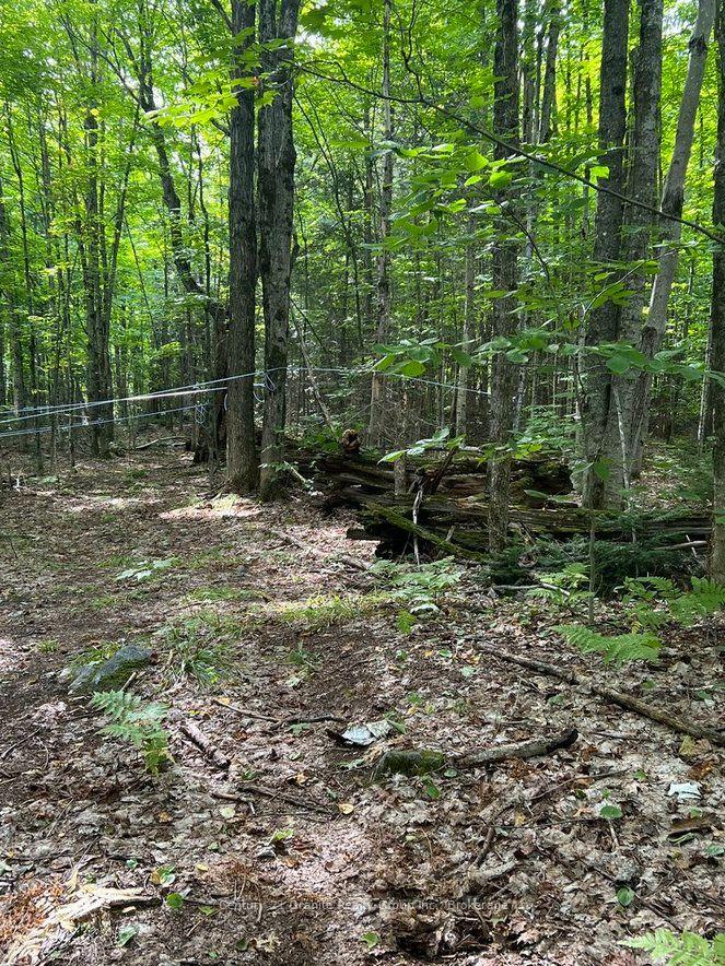 Photo 9 of 99 Forest View Road, Bancroft, Bancroft Ward — HOMEH