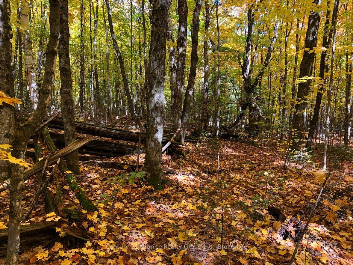 Photo 10 of 99 Forest View Road, Bancroft, Bancroft Ward — HOMEH