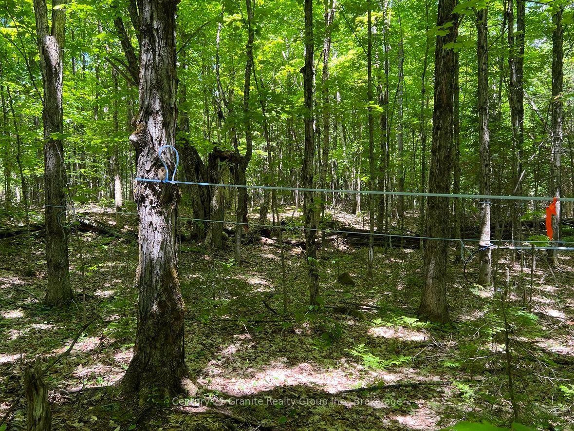Photo 12 of 99 Forest View Road, Bancroft, Bancroft Ward — HOMEH