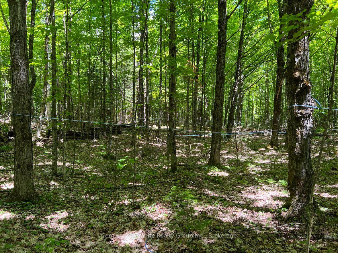 Photo 13 of 99 Forest View Road, Bancroft, Bancroft Ward — HOMEH