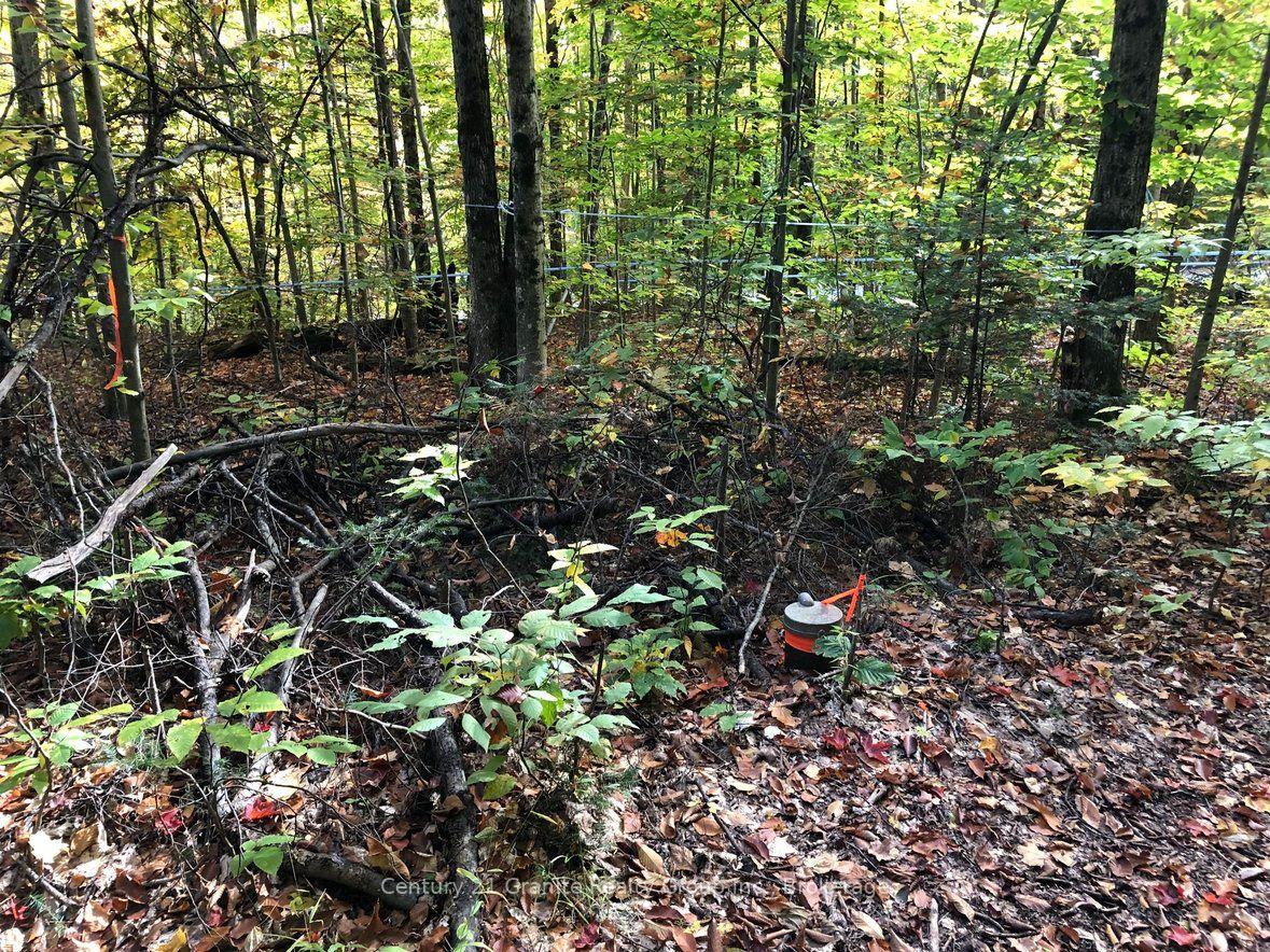 Photo 16 of 99 Forest View Road, Bancroft, Bancroft Ward — HOMEH
